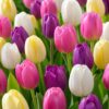 Színes tulipánválogatás – Candies Mix (10 és 40 db)