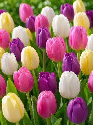 Candies Színes tulipánválogatás – Candies Mix (10 és 40 db)