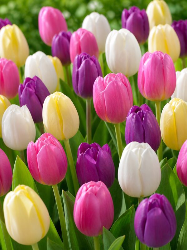 Színes tulipánválogatás – Candies Mix (10 és 40 db)