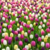 Színes tulipánválogatás – Candies Mix (10 és 40 db)