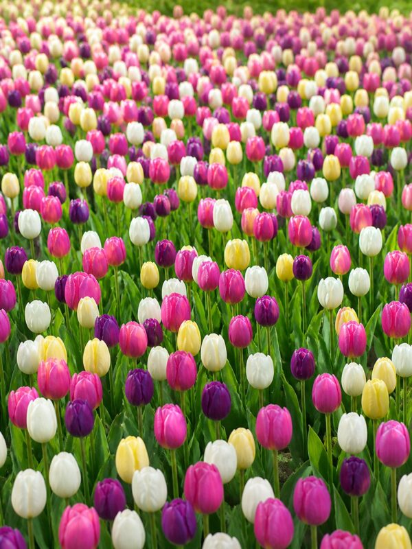 Színes tulipánválogatás – Candies Mix (10 és 40 db)