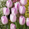Rózsaszín-fehér tulipán – Gésa (Jacuzzi típus) -  (10-25 db)