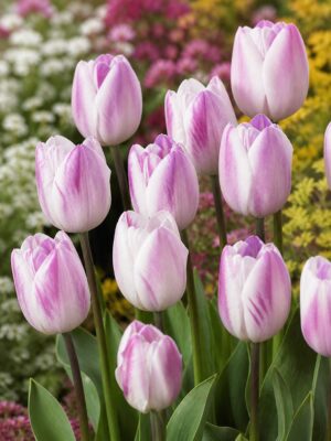 Gésa1 Rózsaszín-fehér tulipán – Gésa (Jacuzzi típus) - (10-25 db)
