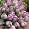 Rózsaszín-fehér tulipán – Gésa (Jacuzzi típus) -  (10-25 db)