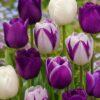 Hermelin1 Lila-fehér tulipánválogatás – Hermelin (10 és 40 db)