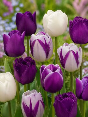Hermelin1 Lila-fehér tulipánválogatás – Hermelin (10 és 40 db)