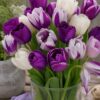 Hermelin2 Lila-fehér tulipánválogatás – Hermelin (10 és 40 db)