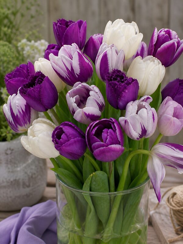 Hermelin2 Lila-fehér tulipánválogatás – Hermelin (10 és 40 db)