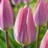 Pasztell tulipán – Tavaszi derengés (10 és 25 db)