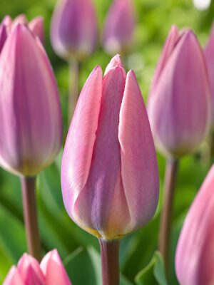 Tavaszi derengés Pasztell tulipán – Tavaszi derengés (10 és 25 db)