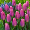 Pasztell tulipán – Tavaszi derengés (10 és 25 db)