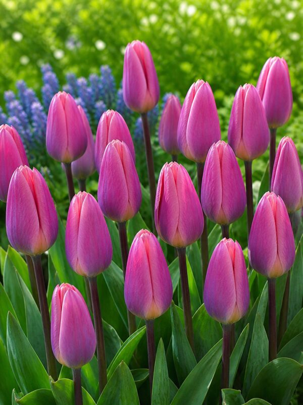 Pasztell tulipán – Tavaszi derengés (10 és 25 db)