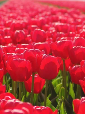 Díva – fehér-lila tulipán (Shirley) (10-25 db)
