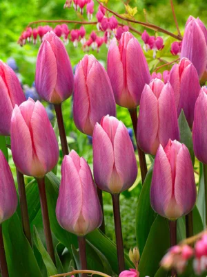 Díva – fehér-lila tulipán (Shirley) (10-25 db)