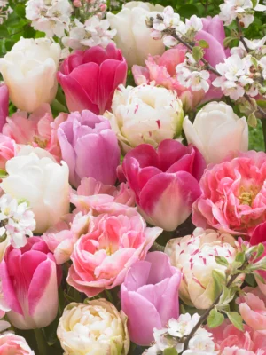 Díva – fehér-lila tulipán (Shirley) (10-25 db)