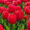 Vörös téboly1 Vörös téboly – extra nagy virágú piros tulipán (Jumbo Cherry) (10-25 db)