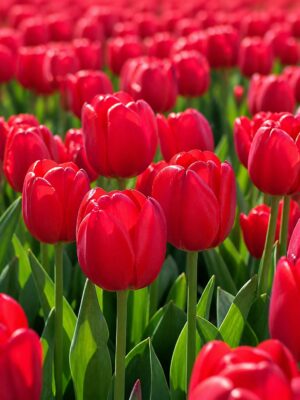 Vörös téboly1 Vörös téboly – extra nagy virágú piros tulipán (Jumbo Cherry) (10-25 db)