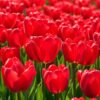 Vörös téboly2 Vörös téboly – extra nagy virágú piros tulipán (Jumbo Cherry) (10-25 db)