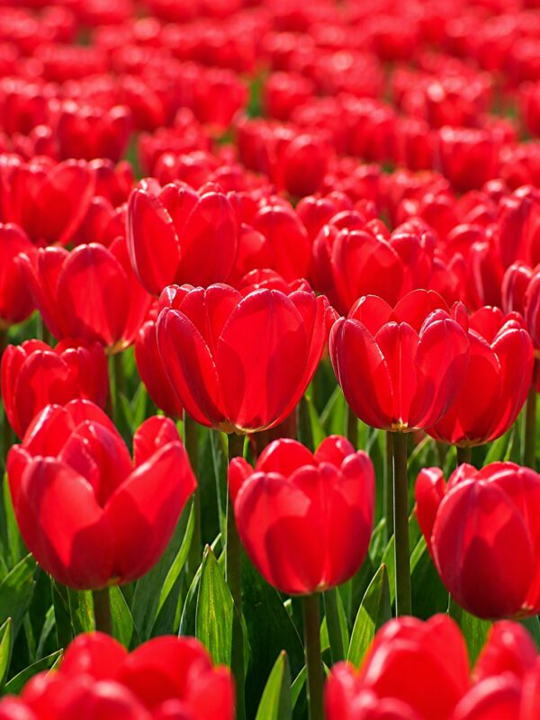 Vörös téboly2 Vörös téboly – extra nagy virágú piros tulipán (Jumbo Cherry) (10-25 db)