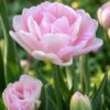 angyalszív1 Rózsaszín telt tulipán – Angyalszív (Angelique) – (10 és 25 db)
