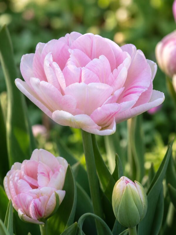 angyalszív1 Rózsaszín telt tulipán – Angyalszív (Angelique) – (10 és 25 db)