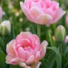 angyalszív2 Rózsaszín telt tulipán – Angyalszív (Angelique) – (10 és 25 db)