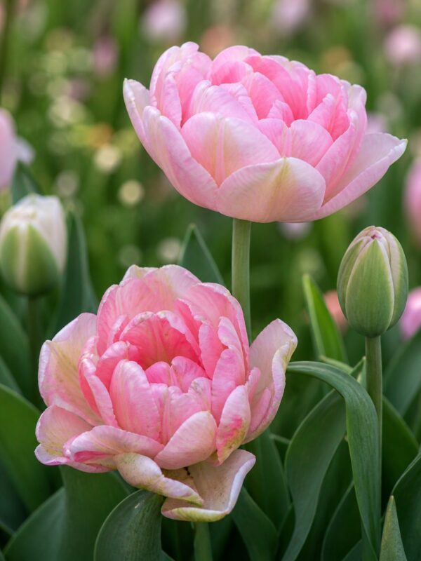 angyalszív2 Rózsaszín telt tulipán – Angyalszív (Angelique) – (10 és 25 db)