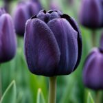 aura1 Fekete tulipán – Aura (Queen of Night) - (10 és 25 db)