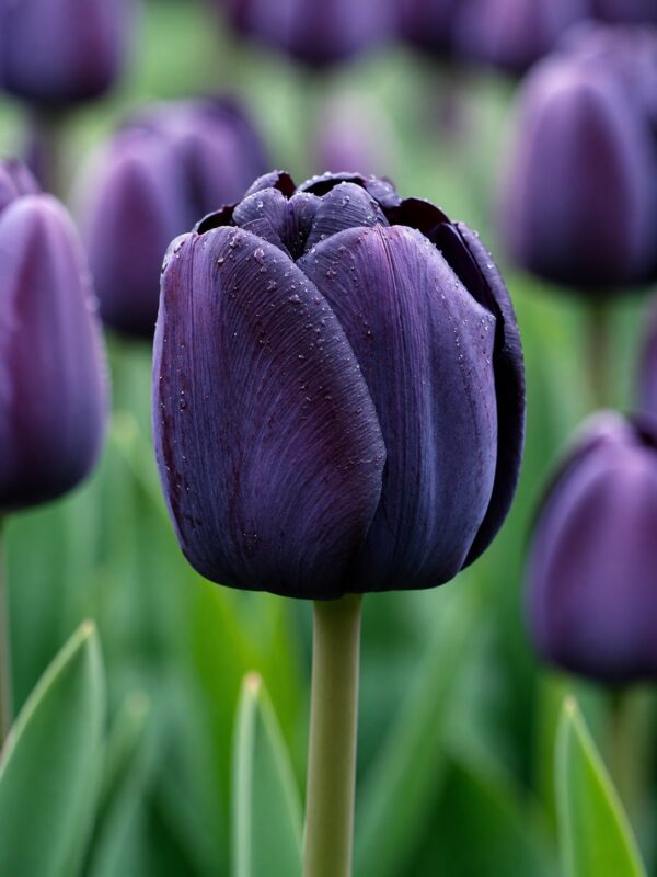 aura1 Fekete tulipán – Aura (Queen of Night) - (10 és 25 db)
