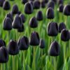 aura2 Fekete tulipán – Aura (Queen of Night) - (10 és 25 db)