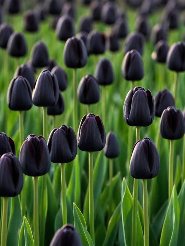 aura2 Fekete tulipán – Aura (Queen of Night) - (10 és 25 db)