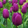 bársony1 Lila tulipán – Bársony (Purple Prince) - (10 és 25 db)