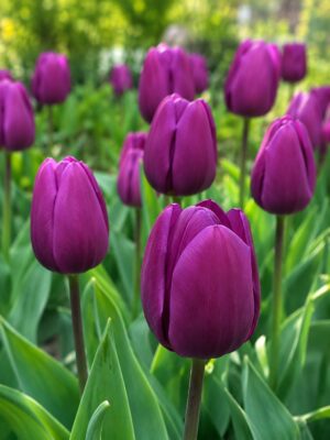 bársony1 Lila tulipán – Bársony (Purple Prince) - (10 és 25 db)