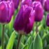 bársony2 Lila tulipán – Bársony (Purple Prince) - (10 és 25 db)