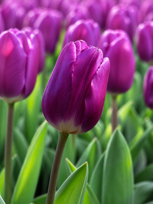 bársony2 Lila tulipán – Bársony (Purple Prince) - (10 és 25 db)