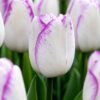 Díva – fehér-lila tulipán (Shirley) (10-25 db)