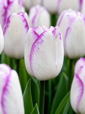 díva1 Díva – fehér-lila tulipán (Shirley) (10-25 db)
