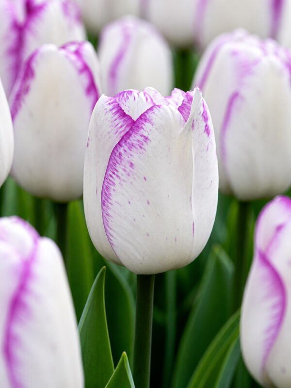 Díva – fehér-lila tulipán (Shirley) (10-25 db)