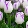 Díva – fehér-lila tulipán (Shirley) (10-25 db)
