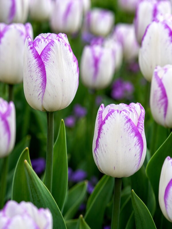 Díva – fehér-lila tulipán (Shirley) (10-25 db)