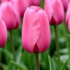 Rózsaszín tulipán – Hajnal (Pink Impression) (10-25 db)