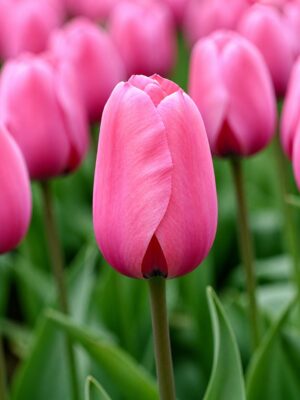 hajnal1 Rózsaszín tulipán – Hajnal (Pink Impression) (10-25 db)