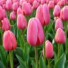 Rózsaszín tulipán – Hajnal (Pink Impression) (10-25 db)