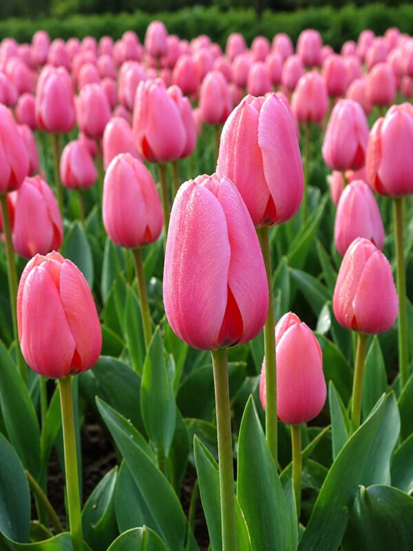 Rózsaszín tulipán – Hajnal (Pink Impression) (10-25 db)