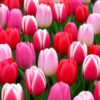 Piros és Rózsaszín tulipánválogatás – Szerelem (10 és 40 db)