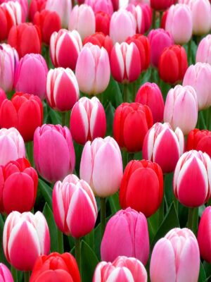 szerelem1 Piros és Rózsaszín tulipánválogatás – Szerelem (10 és 40 db)