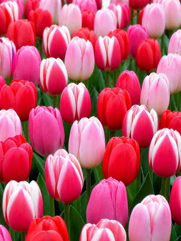 Piros és Rózsaszín tulipánválogatás – Szerelem (10 és 40 db)