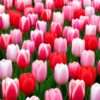 Piros és Rózsaszín tulipánválogatás – Szerelem (10 és 40 db)