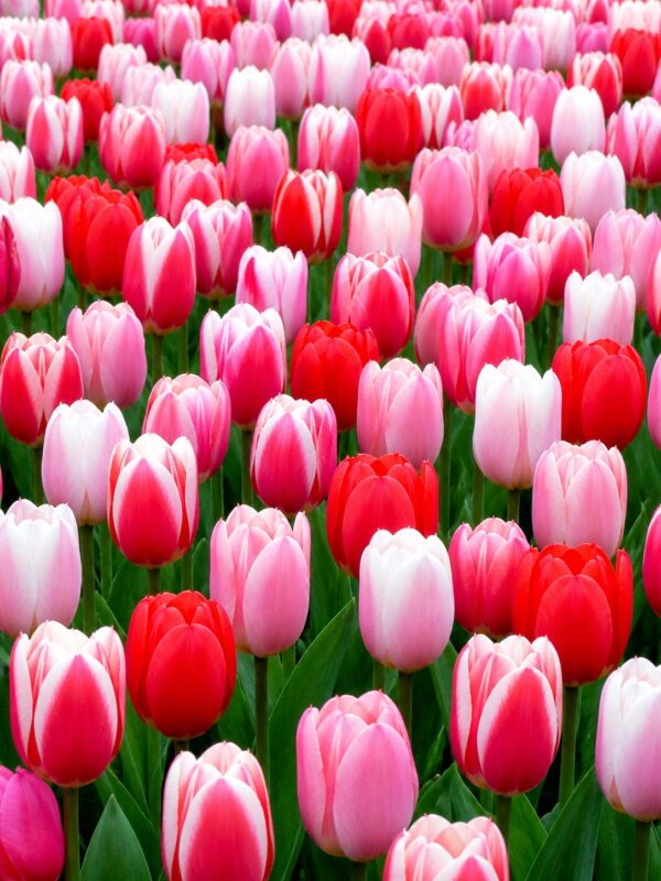Piros és Rózsaszín tulipánválogatás – Szerelem (10 és 40 db)