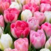 zsongás1 Pasztell tulipánválogatás – Zsongás (10 és 40 db)